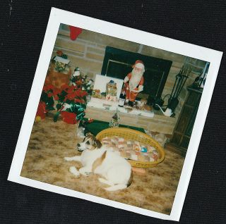 Vintage Photograph Adorable Puppy Dog Laying On Floor By Christmas Decorations