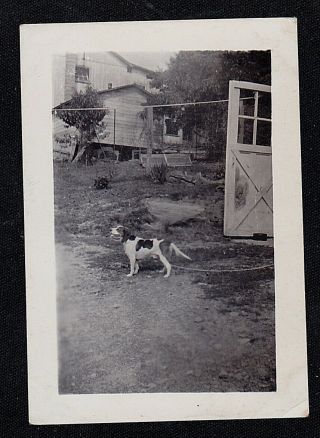 Vintage Antique Photograph Cute Little Puppy Dog On Leash In Yard