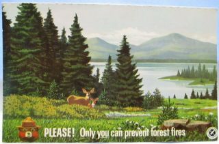 1965 Advertising Postcard Please Only You Can Prevent Forest Fires - Smokey Bear