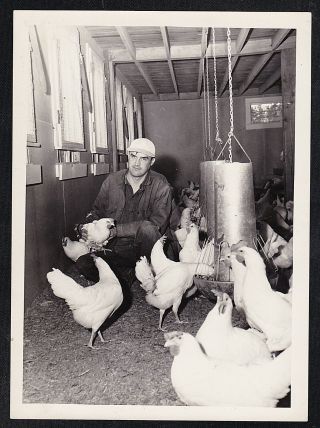 Antique Vintage Photograph Man In Barn / Chicken With Large Group Of Chickens