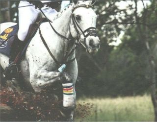 Olympic Silver Medal Winner Horse Postcard " Kirby Park Irish Jester "