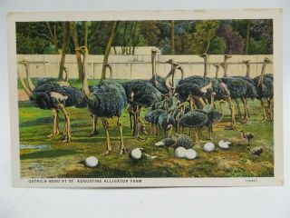 Vintage Postcard - Ostrich Herd At St.  Augustine Alligator Farm,  Florida,