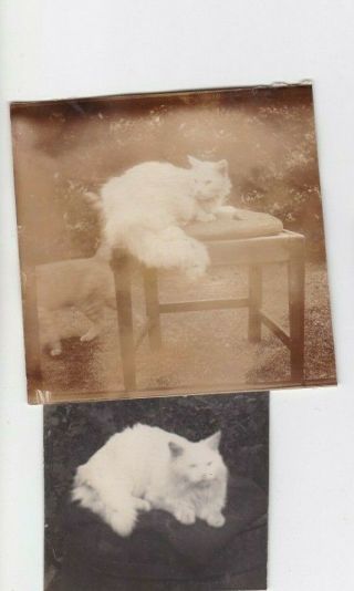 2 Old Photos Animal Pet Cats Furniture Chair Humour Garden B88a