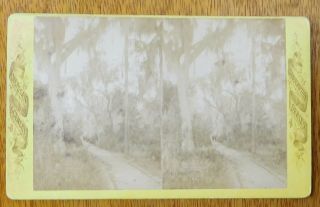 C1890 Real Photo Stereoview " The Drive " Winter Park,  Florida