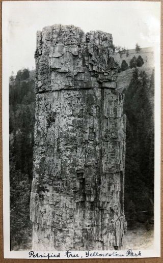 Vintage 1920’s Antique B & W Pic Petrified Tree Yellowstone National Park