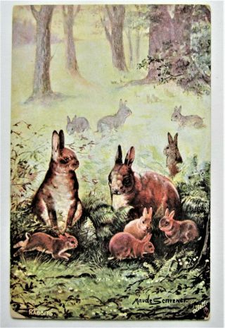 A/s Maude Scrivener Wild Rabbits In The Woods Oilette Tuck Postcard