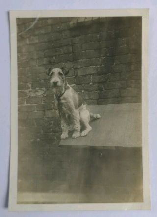 Vintage Old Photo Animals Dog Terrier Pet E2