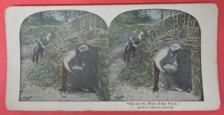 Antique Vtg Stereoview Card - Black Americana - Dis Am The Pick Of Dat Patch