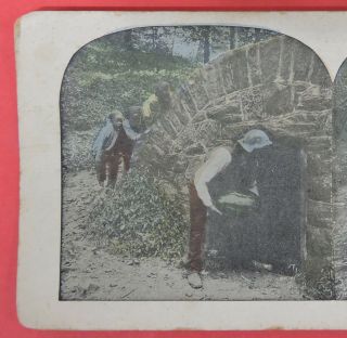 ANTIQUE VTG STEREOVIEW CARD - BLACK AMERICANA - DIS AM THE PICK OF DAT PATCH 2