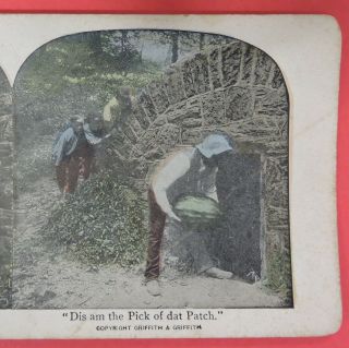 ANTIQUE VTG STEREOVIEW CARD - BLACK AMERICANA - DIS AM THE PICK OF DAT PATCH 3
