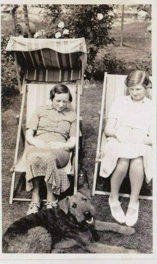 Vintage Old Photo Dog Animal Airedale Terrier Women Fashion Glamour Legs Jn1