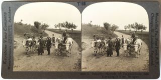 Keystone Stereoview Of Ox Carts In Rural Hungary From The 1930’s T400 Set 186