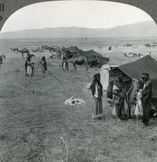 Palestine Arab Camp Tents Camels Sleeping Dogs Stereoview 33623 731