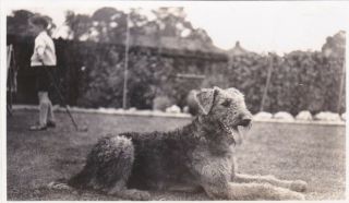 Vintage Old Photo Dog Animal Pet Airedale Terrier Children Jn1