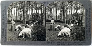 Keystone Stereoview of the former site of Memphis,  EGYPT from the 1930s T600 Set 2