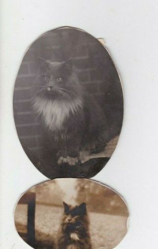 2 Old Photos Animals Pet Cats Whiskers B588