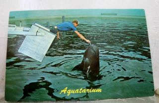 Florida Fl St Petersburg Beach Aquatarium Jonah Whale Chuck Emmett Postcard Old