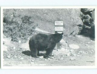 Old Rppc Bear At Yosemite National Park Near Stockton & Modesto Ca I8836