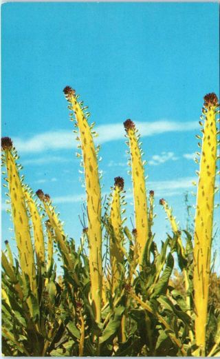 California City,  Ca Squaw Cabbage Mojave Desert C1960s Kern County Postcard