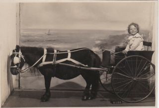 Old Photo Postcard Shetland Pony Cart Trap Children Boy Farm Animal F2
