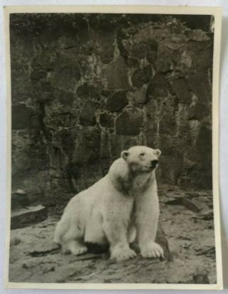 Vintage Old Photo Animals Polar Bear 1930s A2