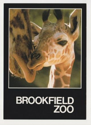 The Brookfield Zoo Illinois Baby Reticulated Giraffe Chicago Zoological Society