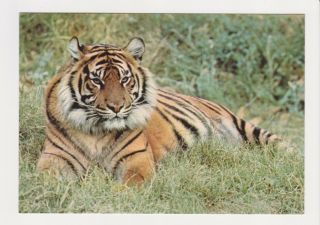 A Sumatran Tiger Big Cat San Diego Zoo/ Wild Animal Park Ca California Postcard