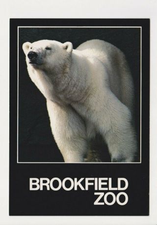 The Brookfield Zoo Illinois Il Postcard Polar Bear
