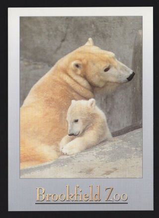 The Brookfield Zoo Illinois Il Postcard A Polar Bear With Cub