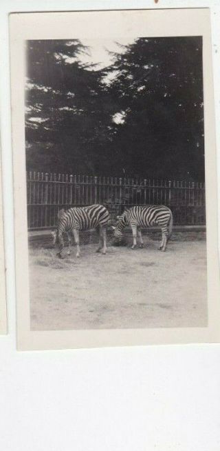 Old Photo Wild Animals Zebras Zoo 1920s B124a