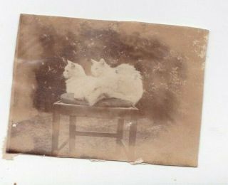 Old Photo Animal Pet Cats Furniture Chair Humour B87a