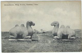 China Early 1900s Postcard Dromedaries,  Ming Tombs,  Nanking