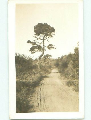 Pre - 1918 Rppc The Road By The Windswept Kinds Back Marked As Monterey Ca I9336