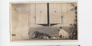 Old Photo Animals Pet Dog Cat Sat Bench B61