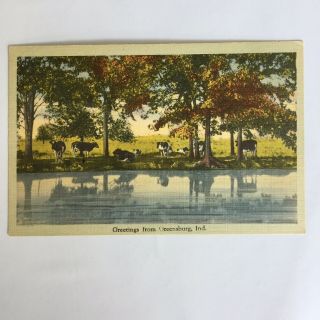 Dairy Cow Pasture Greensburg Indiana Unposted Postcard