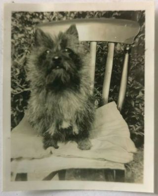 Vintage Old Photo Animals Dog Cairn Terrier 1930s A2