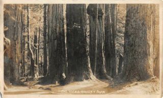 Vancouver B.  C.  Canada Big Trees In Stanley Park 1920s Vintage Black White Photo