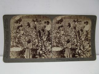 Stereoview Card - 1895 Cotton Plantation Scene,  Black Americana,  Georgia