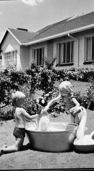 Large Format Negative.  5 " X 4 ".  Boy & Girl Washing Dog In Tin Bath