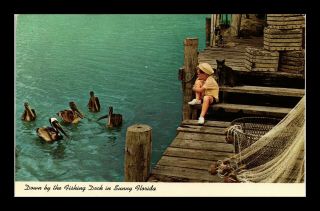 Dr Jim Stamps Us Pelicans Fishing Dock Florida Little Boy Cat Postcard