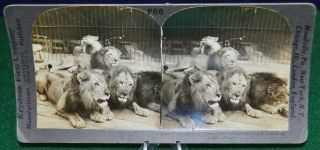 Antique Stereoview Card - 16533 - The King Of The Beasts In Captivity - Keystone