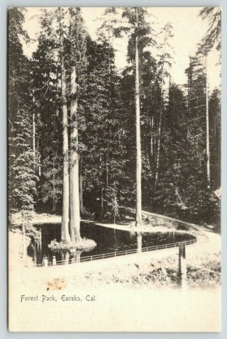 Eureka California Road Curves Around Trees In Forest Park C1905 B&w Postcard