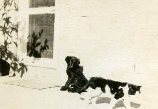 Zz738 Vtg Photo Black Puppy And Tuxedo Kitty Cat C Early 1900 