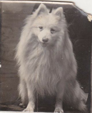 Small Old Photo Pet Dog Animal Pomeranian W9