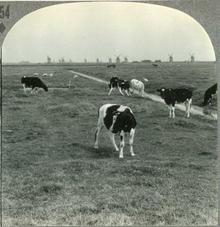 Netherlands Amsterdam Windmills & Holstein Cattle Cows Stereoview 12220 354