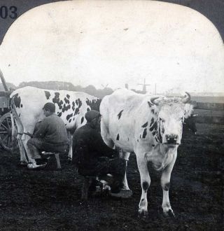 Netherlands Farmers Milking Holstein Friesian Cattle Stereoview 12201 Ve403