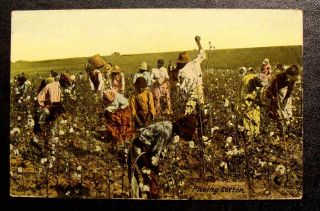 1910 Black American Postcard - " Picking Cotton " Blacks In Cotton Field - Rare