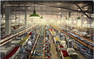 Yakima,  Wa Washington Giant Apple Packing Building C1940s Linen Postcard