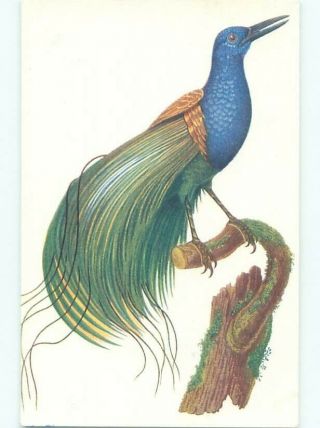 Foreign Old Postcard Detailed View Of Peacock Bird Ac2923