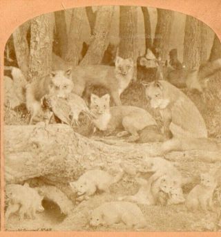 1870 Red Fox And Their Young.  James Hurst,  B.  W.  Kilburn Stereoview Photo